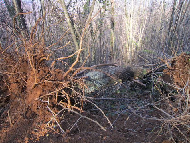 La forêt du Bager, voyez ce que veut en faire le Maire d'Oloron : Hervé Lucbéreilh...