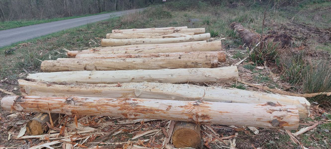 Atelier écorçage terminé. Troncs destinés à la réalisation de la friche Rémazeilles à Oloron. Association ACCOB