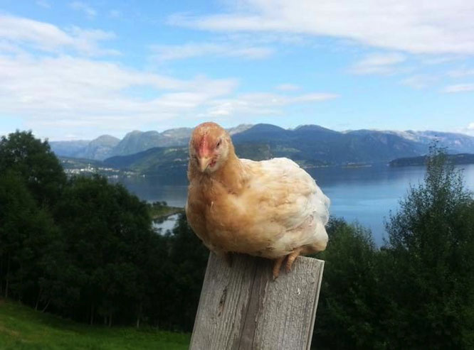 burhøns frittgående høner økologiske egg