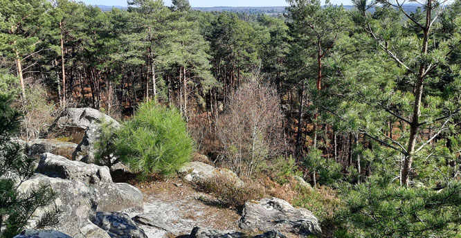 Elle est quand même belle la forêt de Fontainebleau, il faut la sauvegarder
