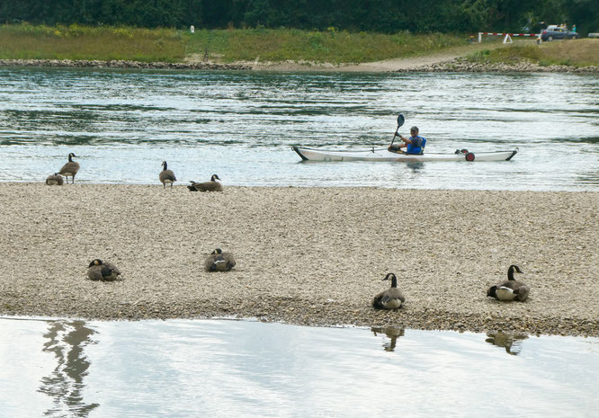 vorbei an einer Sandbank mit Kanadagänsen auf der Höhe von Speyer