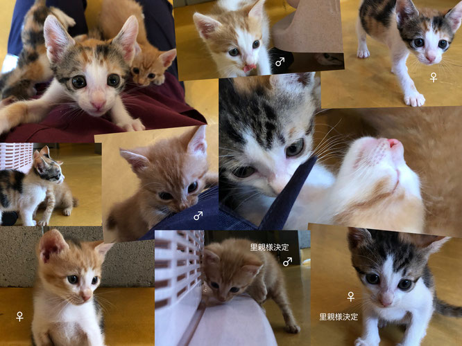 里親募集 やませどうぶつ病院 里親募集 やませどうぶつ病院