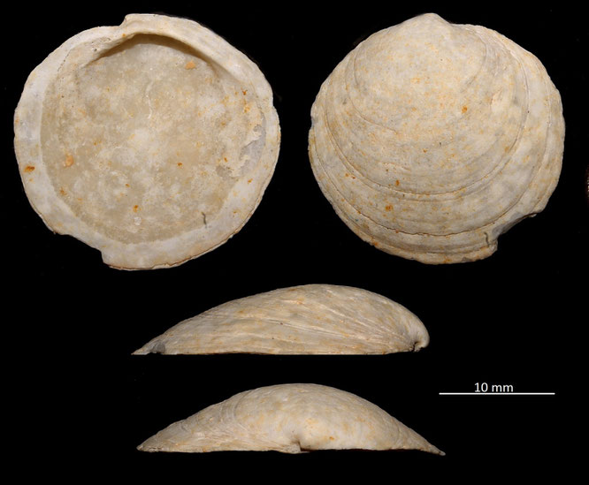 Miltha incrassata, Miocene dell'Aquitania
