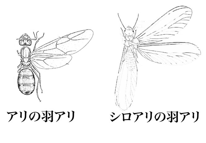 アリの有翅虫（ユウシチュウ）とシロアリの有翅虫