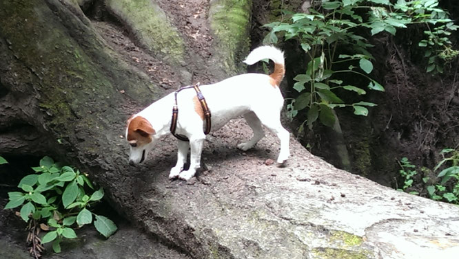 Bild: Jack Russell auf Baumstamm