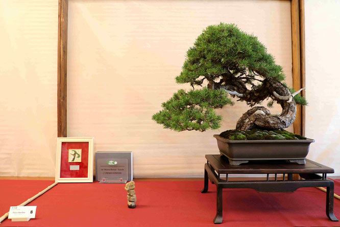 Targa Presidente U.B.I. 2025: Pino silvestre - Studio Bonsai Insubria