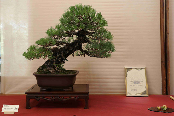 Premio I.B.S. al Bonsai: Pino nero giapponese - Bonsai do Groane