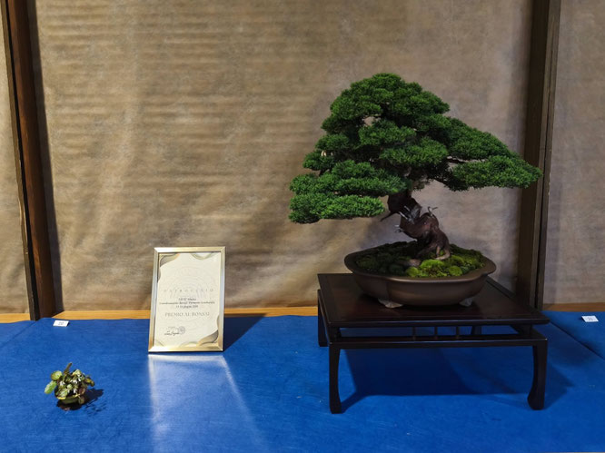 Premio I.B.S. al Bonsai: Pino nero giapponese - Bonsai do Groane