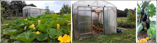 Création potager, création d'une serre was40, legumes du jardin