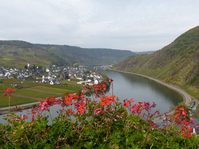 In meinem nächsten Leben werde ich Geranien-Verkäuferin an der Mosel. Sogar auf der Burg Metternich kommt man nicht an diesen Blumen vorbei.