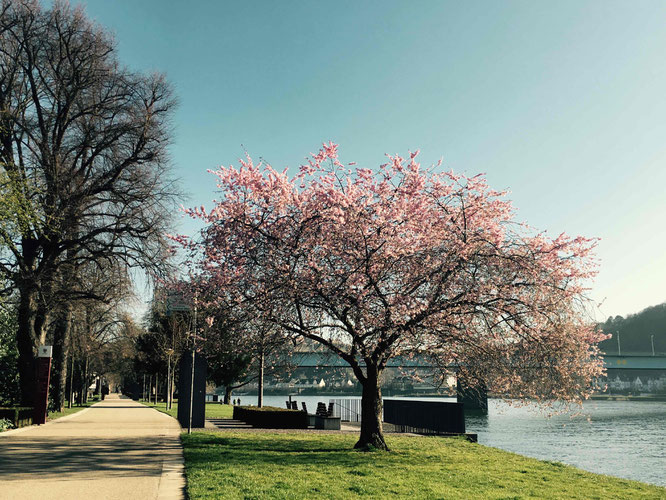 Die Rheinanlagen in Koblenz im Frühjahr.