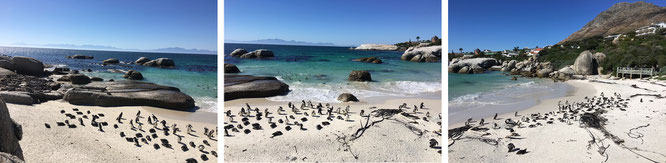 Boulders Beach, Simon's Town, Western Cape...