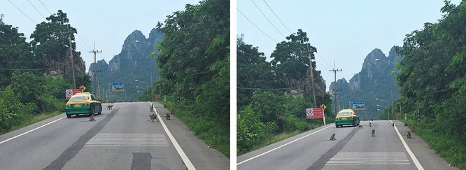 Affen-Invasion im westlichen Teil des Khao Nang Bergmassives in Richtung Jurassic Mountain...