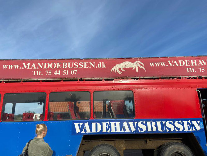 Mandoebussen Vadehavsbussen Mandö Ribe Bus Traktor Mandø Damm Dammstraße Flut Gezeiten