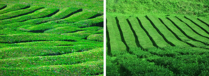 "Brewed with a view: Cameron Highlands' tea plantations (4° 31′ 45″ N, 101° 20′ 20″ E)."