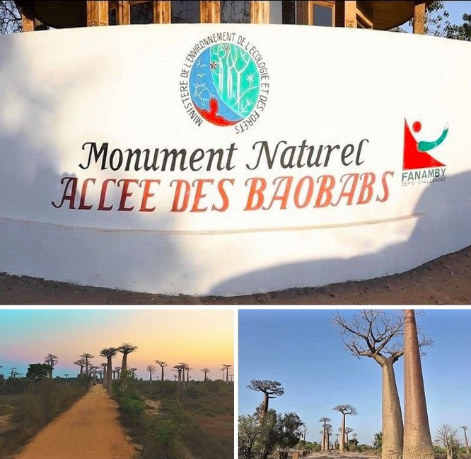 "...discover Madagascar's contrasts and delightful wildlife in style: spectacular array of wildlife and the highest biodiversity on planet earth - Allee des Baobabs, Menabe - 20° 15′ 3″ S, 44° 25′ 6″ E."  