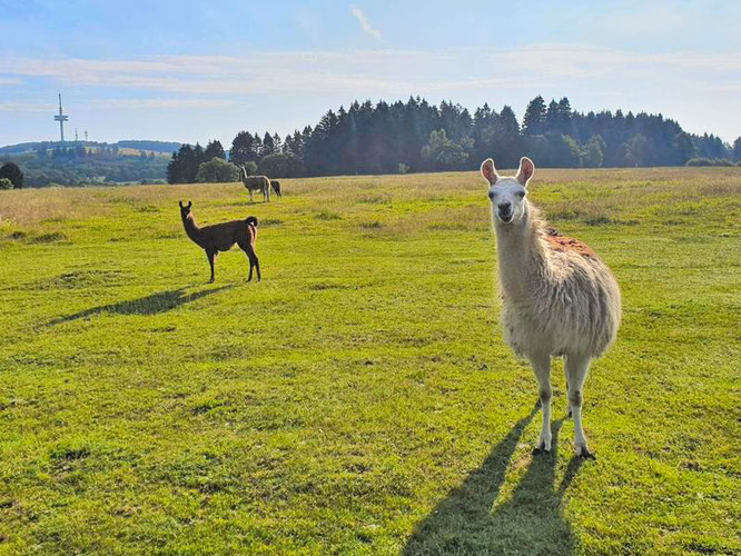 Lama Lamas Hoherodskopf Vogelsberg 