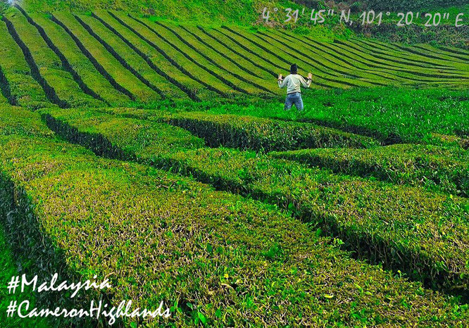 "Rolling Hills: Cameron Highlands (1.500 Meter), Malaysia. Ladies & Gentlemen: It´s teatime (my Dear)!" 