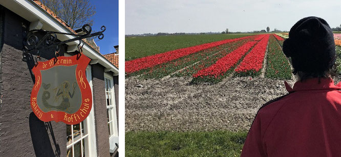 Auch das: vor den Stadttoren Hindeloopens empfangen Euch holländische Tulpen (MM - also Ende März bis Mitte Mai)...