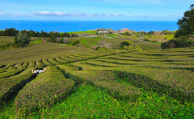 ...the only tea plantation in Europe (since 1883)." #CháPortoFormoso #Truro 