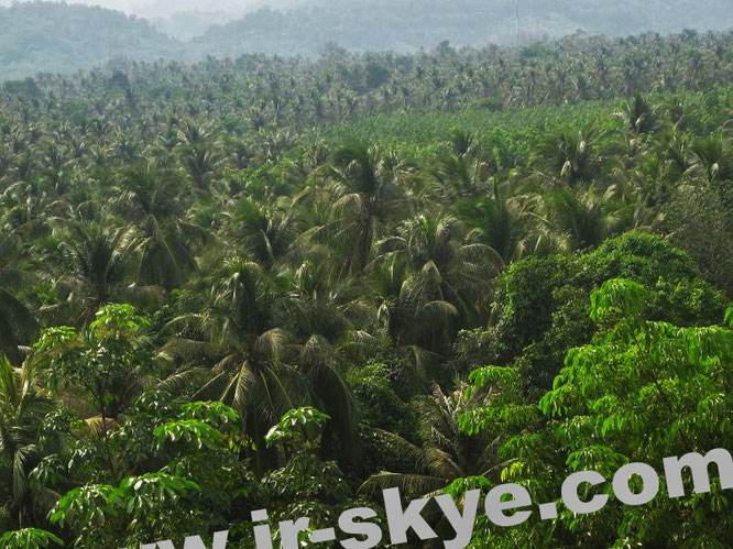 "Through the jungle of Sierra Leone - still surrounded in green."