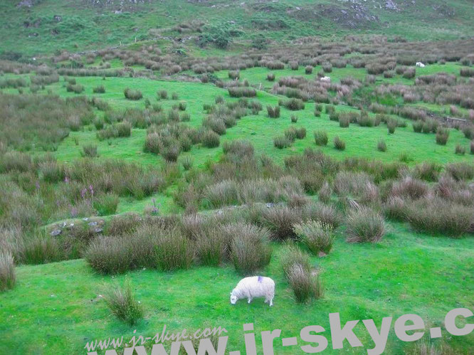 Zu Spitzenzeiten grasen jährlich ca. 8 Millionen Schafe auf Irlands grünen Wiesen. Die Menschenpopulation weißt dagegen lediglich 4.6 Millionen Exemplare auf…  