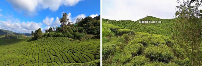 Cameron Highlands, Malaysia - 4° 31′ 45″ N, 101° 20′ 20″ E