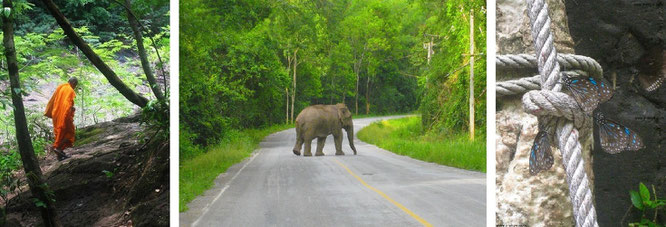 ...augenscheinlicher Buddhismus (im Kaeng Krachan Nationalpark, direkt an Pala U) und freilebende Elefanten, wenige Kilometer westlich von Hua Hin. Rechts: Schmetterlinge an Pala U...