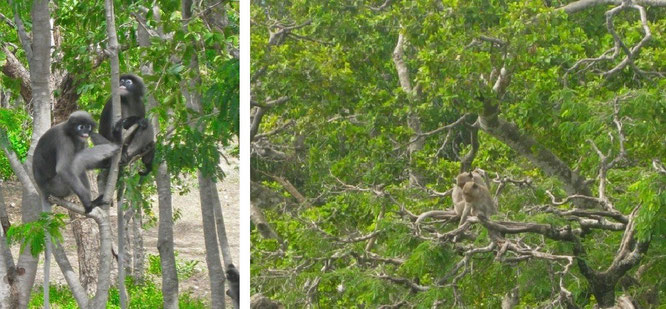 Brillenaffen und Makaken: gesehen bei Pala U (links) und direkt in Hua Hin, nördlich der Petchkasem Road (rechts)...