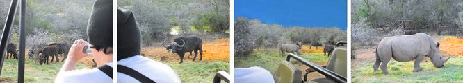 "Face to face with a Buffalo in Uganda (1° 4′ 0″ N, 31° 53′ 0″ E."