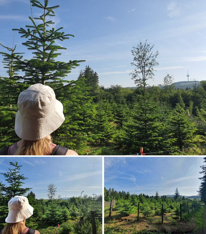 Hoherodskopf im Vogelsberg Wald und Wäder Deutsche Mittelgebirge Funkmast Fernmeldeturm  