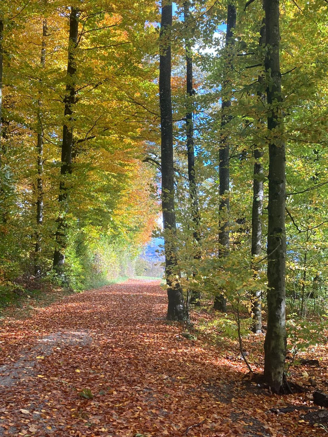 (Bild: buebikernews)