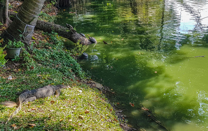 Wildlife im Lumphini Park in Bangkok
