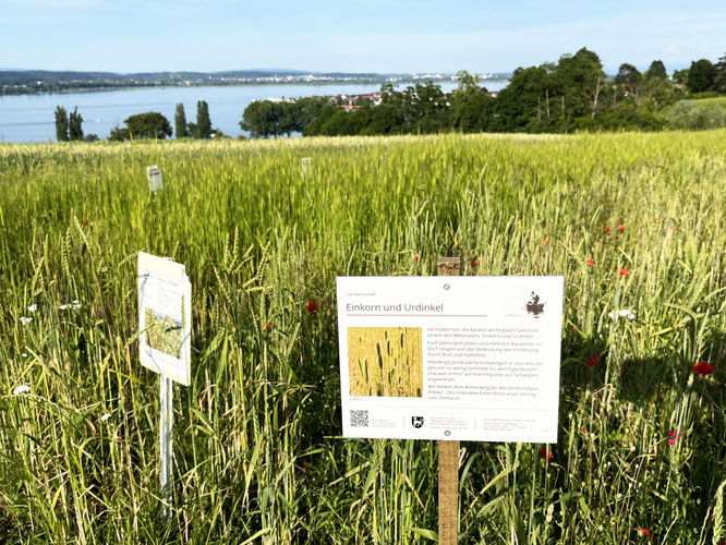 die Tafel im Sortengarten des Arenenbergs vor den Parzellen mit Einkorn und Dinkel