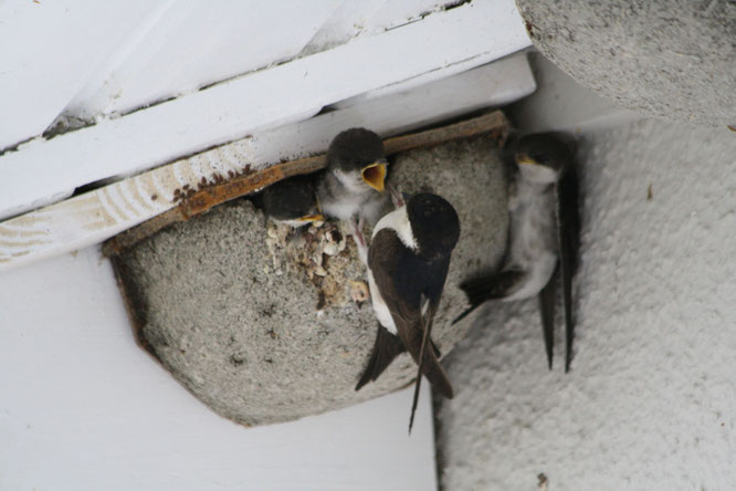 Bild: Mehlschwalben Aktion: Ein Herz für Schwalben NABU Ravensburg