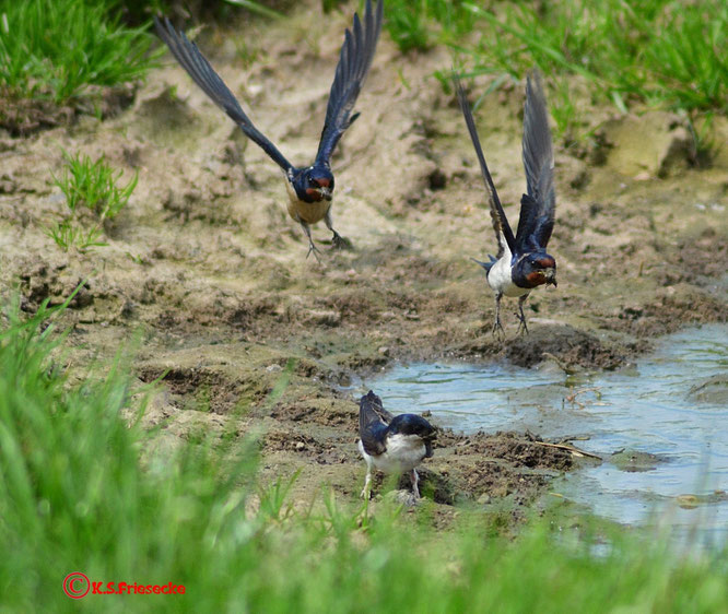 Bild: Ein Herz für Schwalben und Mauersegler NABU Ravensburg Foto: K.S. Friesecke