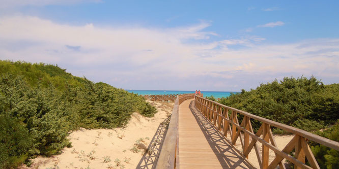 Durch die Dünen zur Platja de Muro
