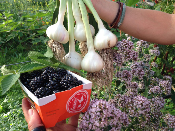 Mischfrucht-Ernte auf dem Brachland 2015. Brombeeren mit Knoblauch und Kräuter