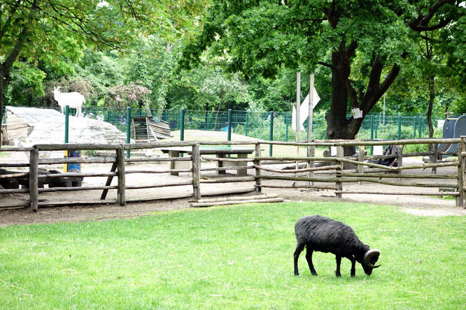 BIld: Schaf und Ziege im Kinderbauernhof, Görlitzer Park, Berlin