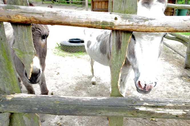 Bild: Esel im Kinderbauernhof, Görlitzer Park, Berlin