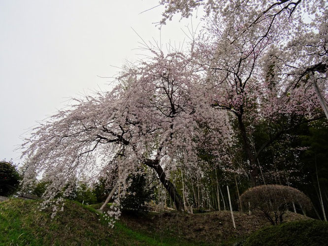 二本松市 鏡石寺のしだれ桜