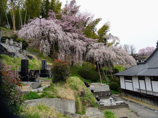 二本松市 鏡石寺のしだれ桜