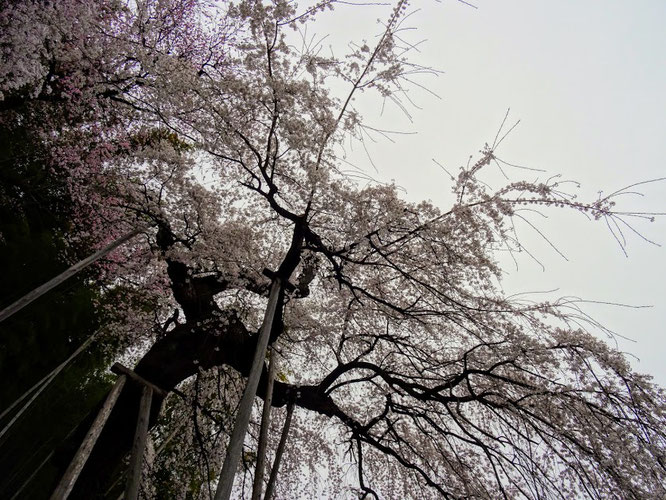 二本松市 鏡石寺のしだれ桜
