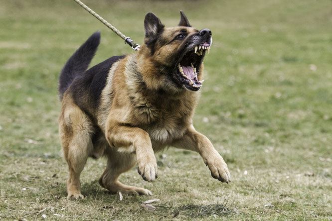 Aggressiver Hund, Hundetraining für Problemhunde