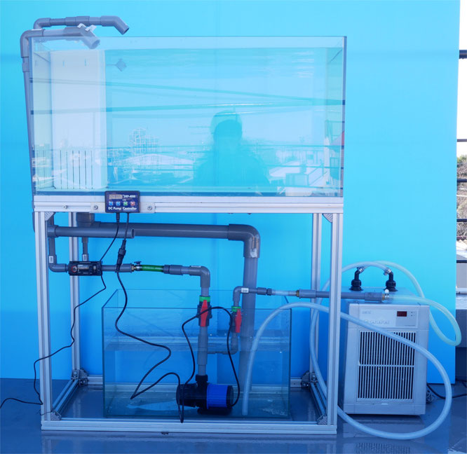 レッドシー リーファー ナノ(Redsea Reefer nano)用ポンプと配管 レッドシー リーファー ナノ(Redsea Reefer nano)用ポンプと配管