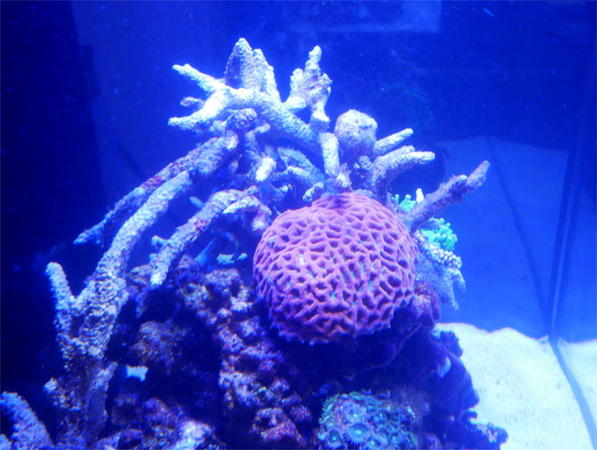 ライブロック サンゴ用 レッドシー250-300xl用 ライブロックサンゴ用