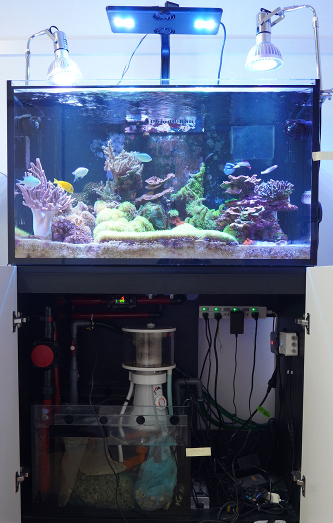 2832 外国切手 チェコスロバキア 1975年水槽の魚 4種 はばから 凹版