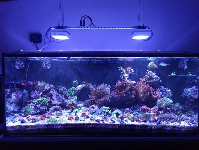 レブロン　ハイドラ　AI　エコテックマリン　PopBloom社製　TuringRS90　レッドシー　ReefLED