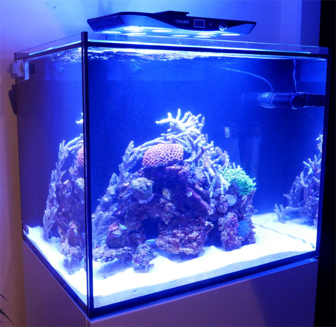 レッドシーリーファー２５０　ホワイト　水槽のみ レッドシーリーファー250 ホワイト 水槽のみ 飼育用品・器具