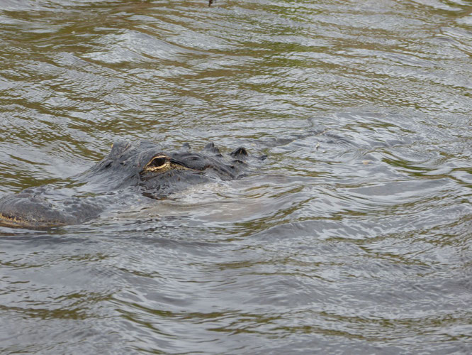 Hello Alligator - Everglades Ausflug Reisebericht
